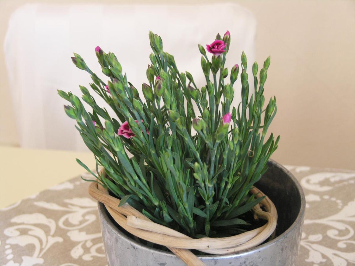 Oberhoflein Apartment 43 מראה חיצוני תמונה